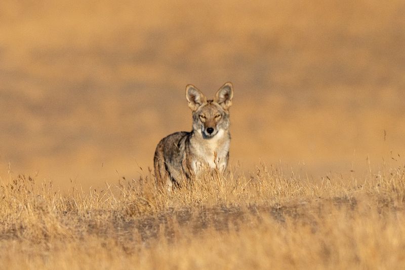 Diverse Wildlife From Bears To Rare Birds