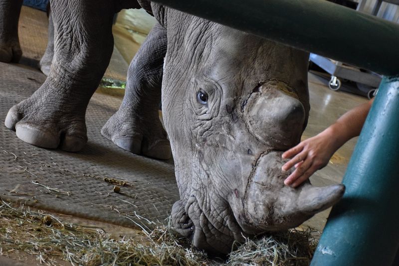 Spring At This Private California Wildlife Sanctuary Means Waking Up With Lions, Rhinos, And Zebras - Decor Hint Walking With Rhinos Is An Actual Option Here