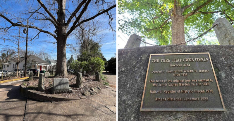 The Only Tax-Exempt Citizen Of Athens Georgia Is A Tree That Owns Itself