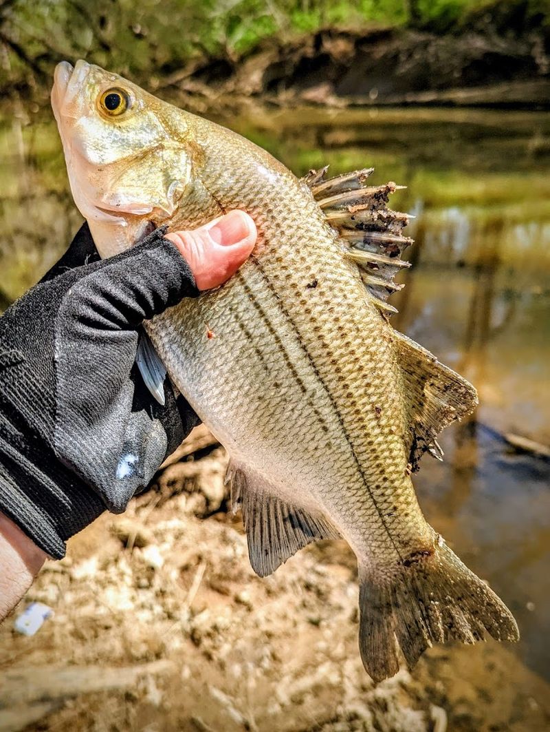 Fishing The Eno At Penny's Bend