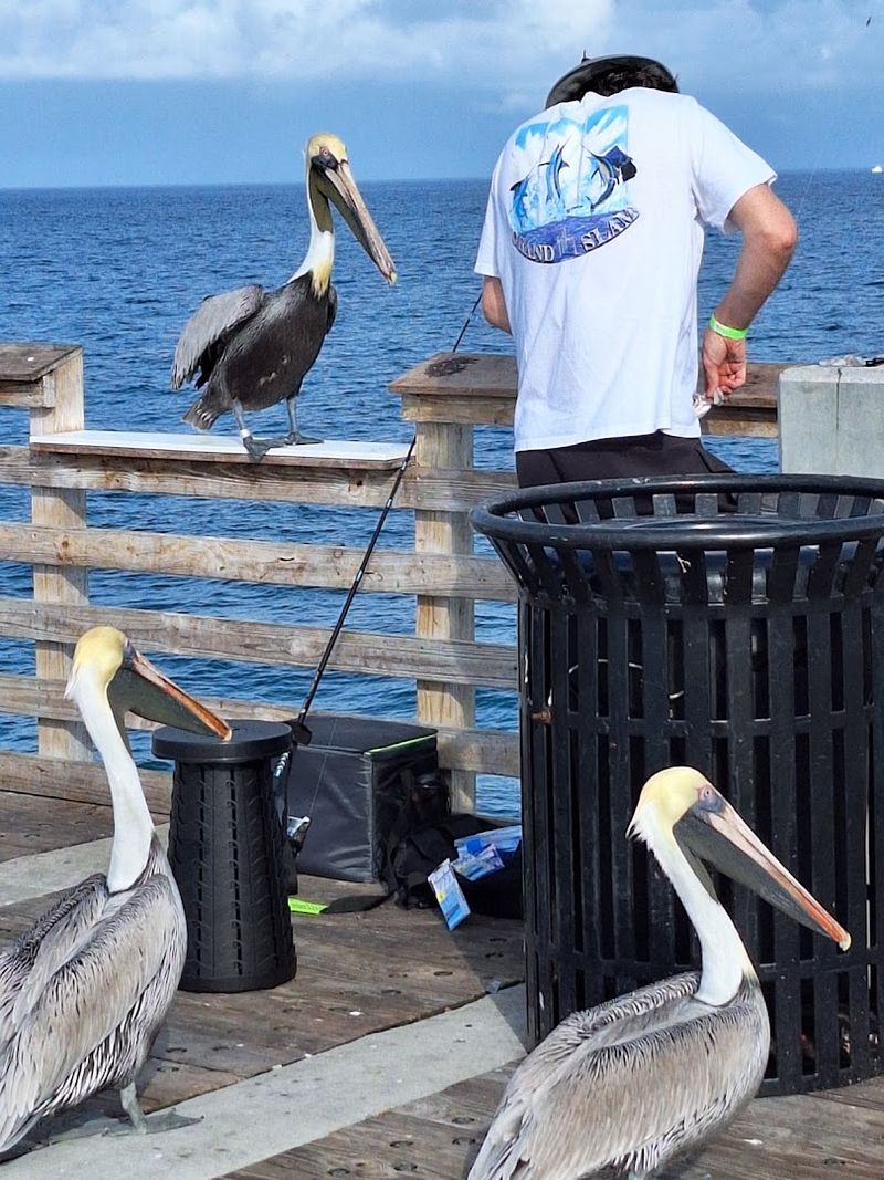 Fisherman's Wharf At Pompano Beach