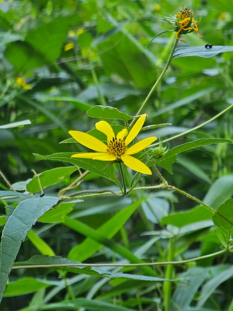 The North Carolina Coneflower