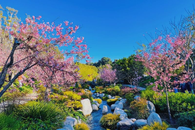 When To Visit For The Best Cherry Blossom Experience