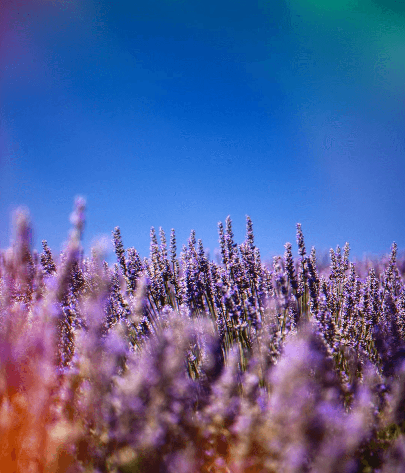 The First Lavender Bloom Celebration Launched In June 2025