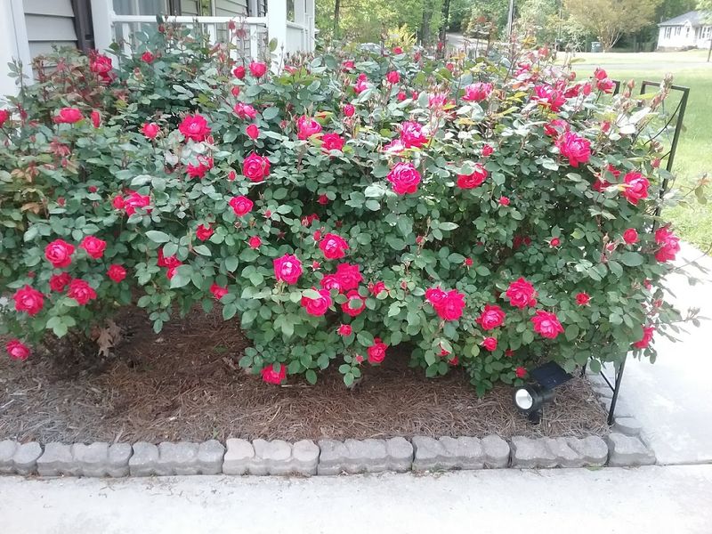 The Underrated North Carolina River Town Locals Are Quietly Protecting - Decor Hint The Legacy Of The City Of Roses