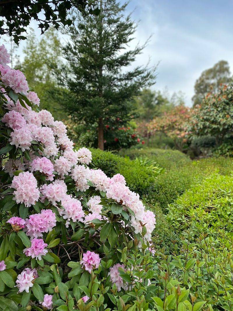 Over 70 Plant Species Growing Together