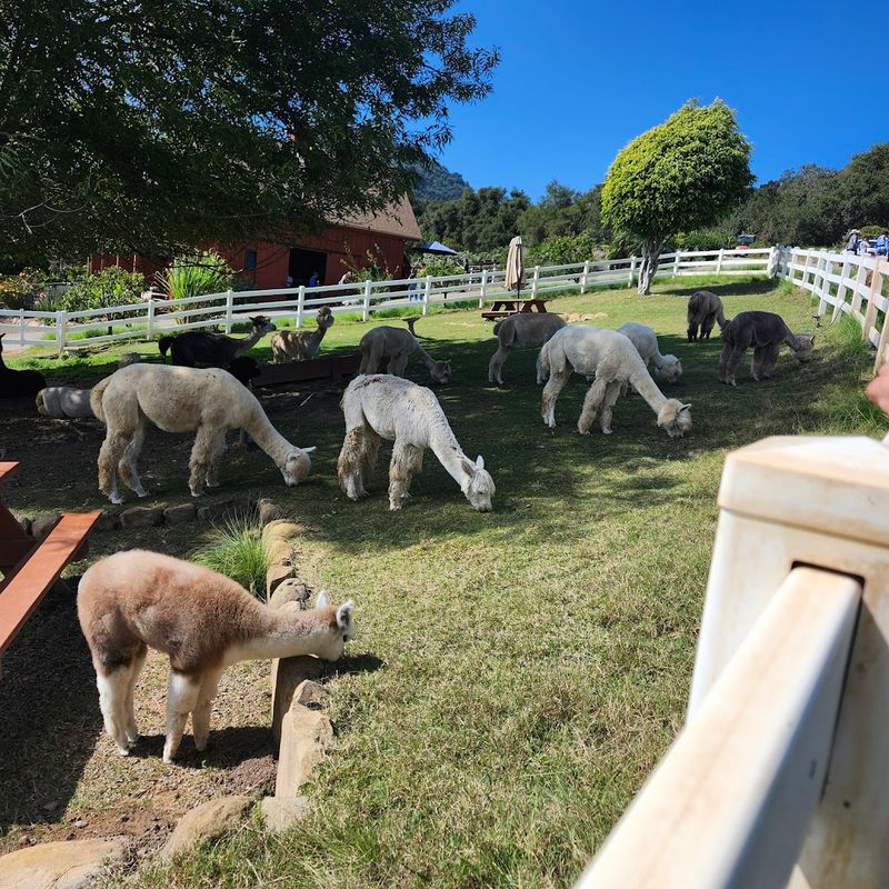 This California Farm Lets You Meet Adorable Alpacas And It's One Of The Most Fun Outdoor Experiences In The State - Decor Hint The Farm Has A Gift Shop With Alpaca-Themed Souvenirs