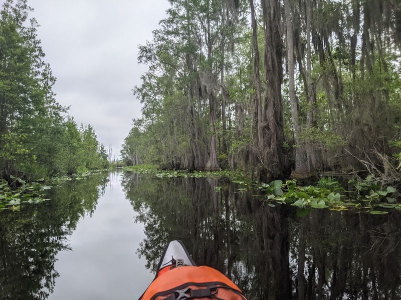 Boardwalk Access with Panoramic Swamp Views