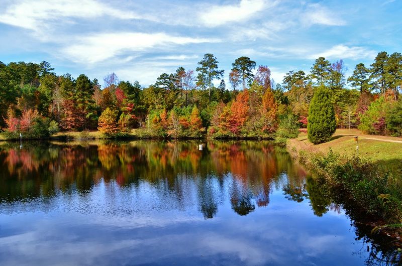 Clemmons Educational State Forest