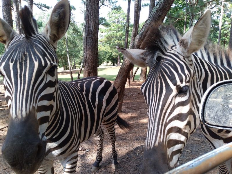 Over 550 Animals Representing 70 Species