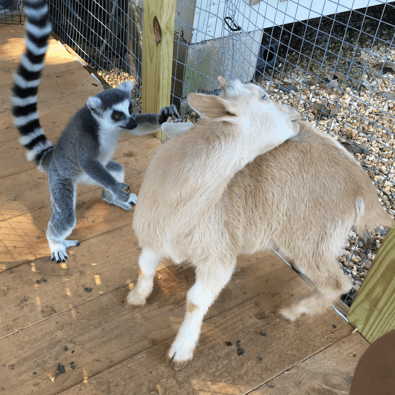 Interactive Feeding Sessions That Build Real Connections