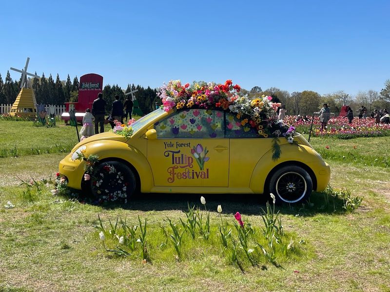 Yule Forest Tulip Festival – Stockbridge