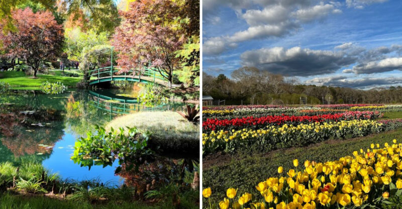 These 11 Stunning Spots To Experience Georgia’s Spring Tulip Blooms