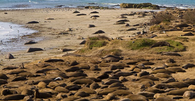 These 12 California Spots Are Perfect For Seeing Seals Up Close This April