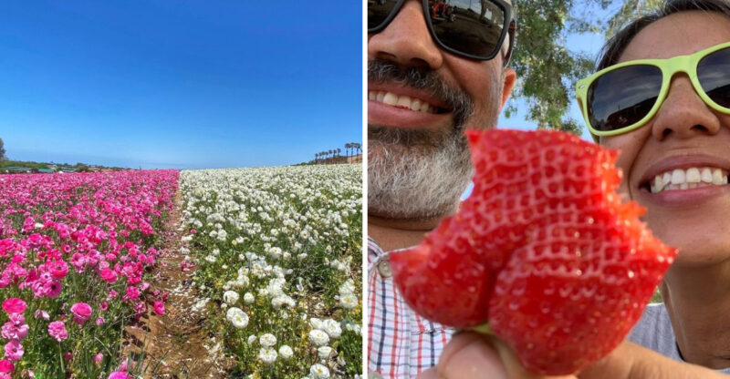 These 12 California Spring Festivals And Experiences Celebrate The Best Of The Season