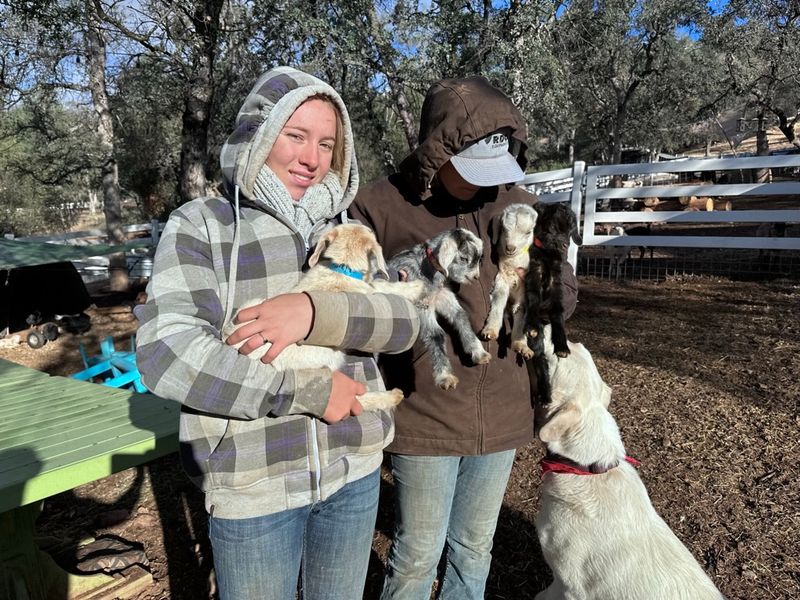 Getting Up Close With Baby Goats And More