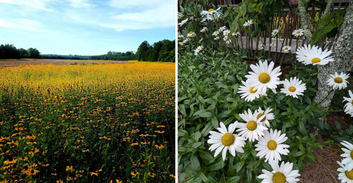 These Small North Carolina Towns Turn Into Wildflower Heaven Every Spring - Decor Hint