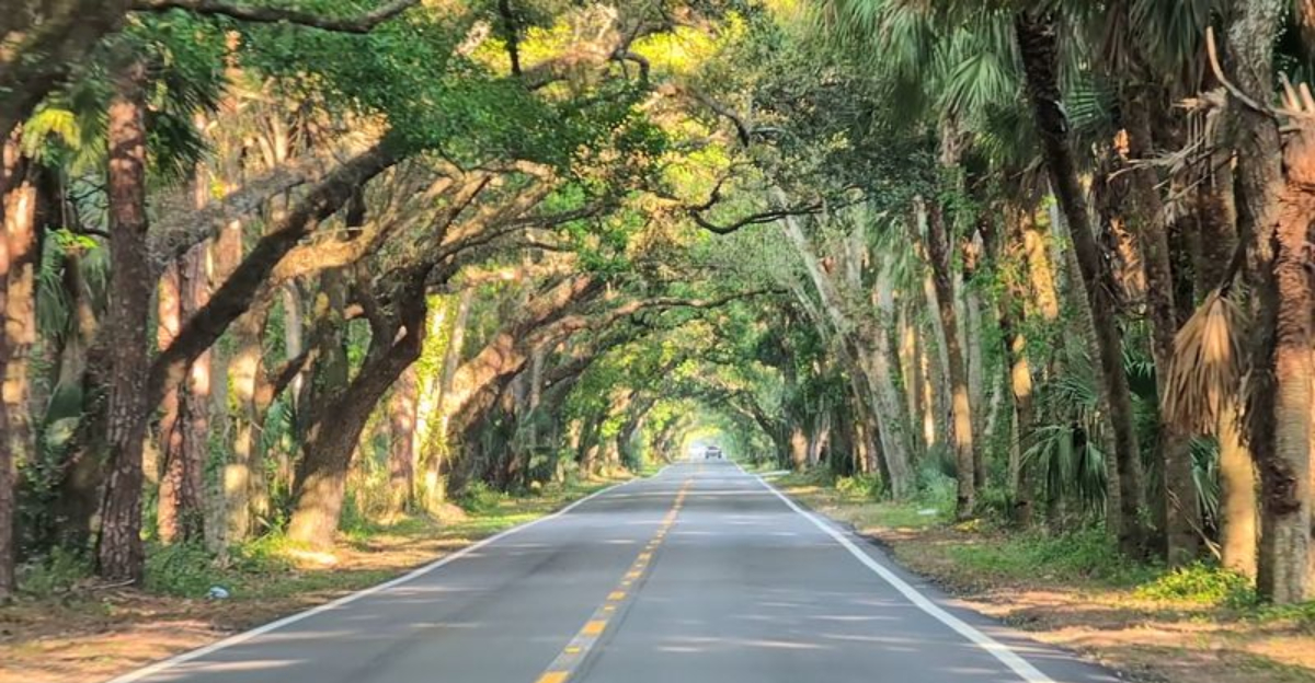 This 12 Mile Hidden Florida Road Is A Real Life Fairy Tale - Decor Hint