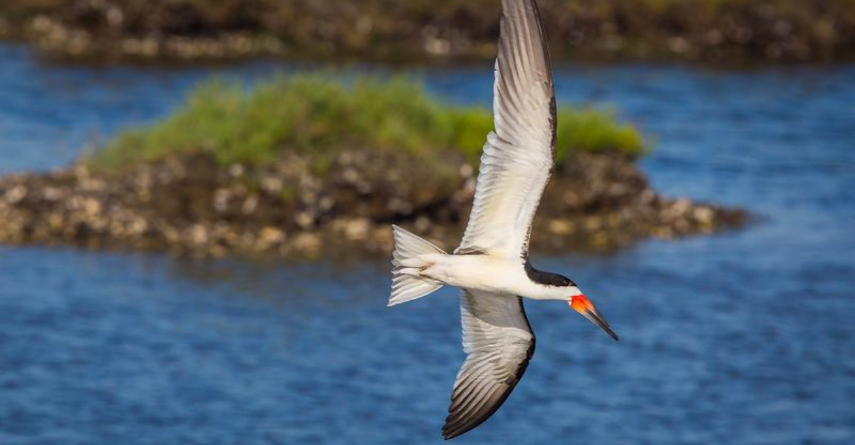 This 1300 Acre California Wetland Reserve In Huntington Beach Draws Birdwatchers And Photographers Every Spring - Decor Hint