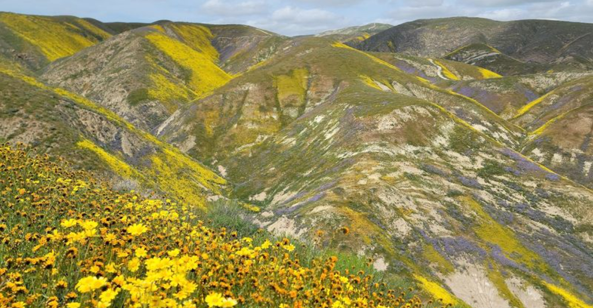 This 250000 Acre California Wildflower Valley Feels Like Stepping Into A Claude Monet Painting - Decor Hint