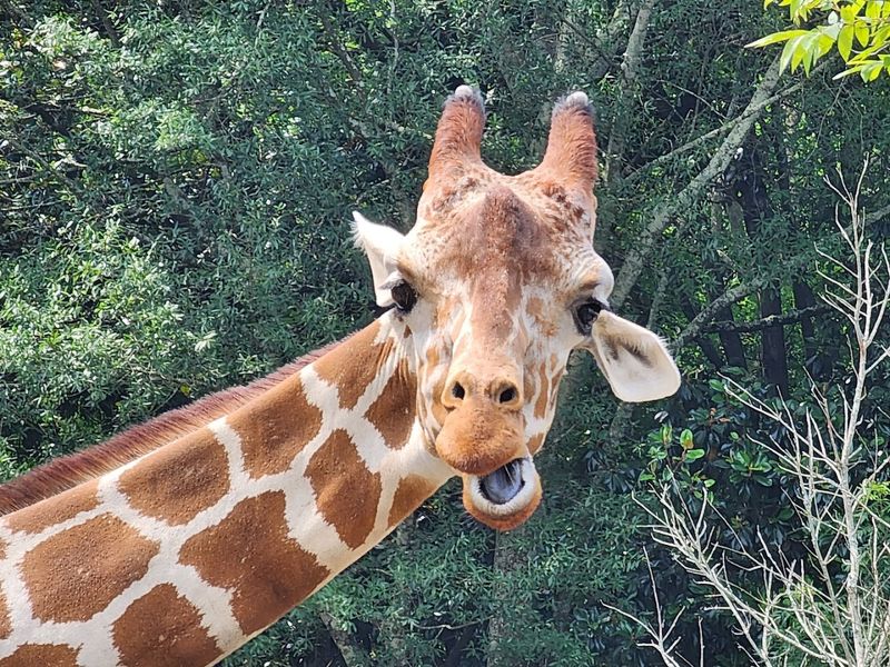 This Atlanta Georgia Gem Began With Circus Animals In 1889 And Is Now A Leading Research Zoo - Decor Hint African Savanna