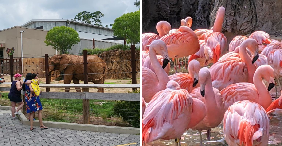 This Atlanta Georgia Gem Began With Circus Animals In 1889 And Is Now A Leading Research Zoo - Decor Hint