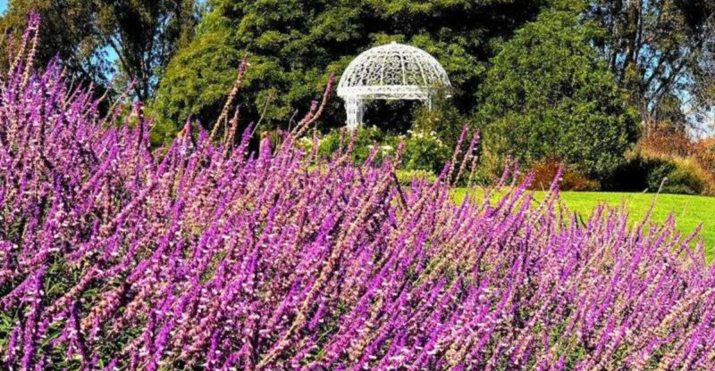 This California Botanic Garden Comes Alive With Color In Spring