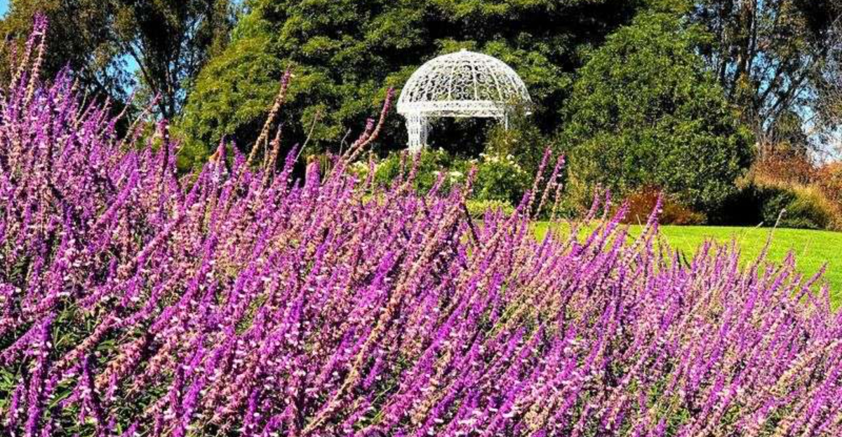 This California Botanic Garden Comes Alive With Color In Spring - Decor Hint
