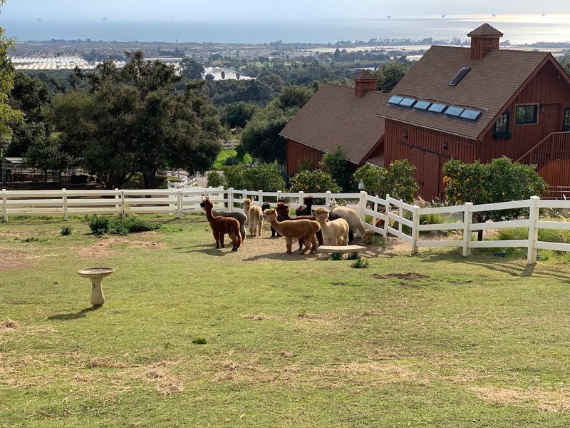 This California Farm Lets You Meet Adorable Alpacas And It's One Of The Most Fun Outdoor Experiences In The State - Decor Hint The Farm Is Located In Carpinteria, Near Santa Barbara