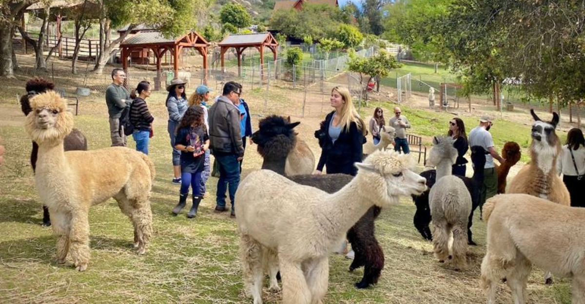 This California Farm Lets You Meet Adorable Alpacas And Its One Of The Most Fun Outdoor Experiences In The State - Decor Hint