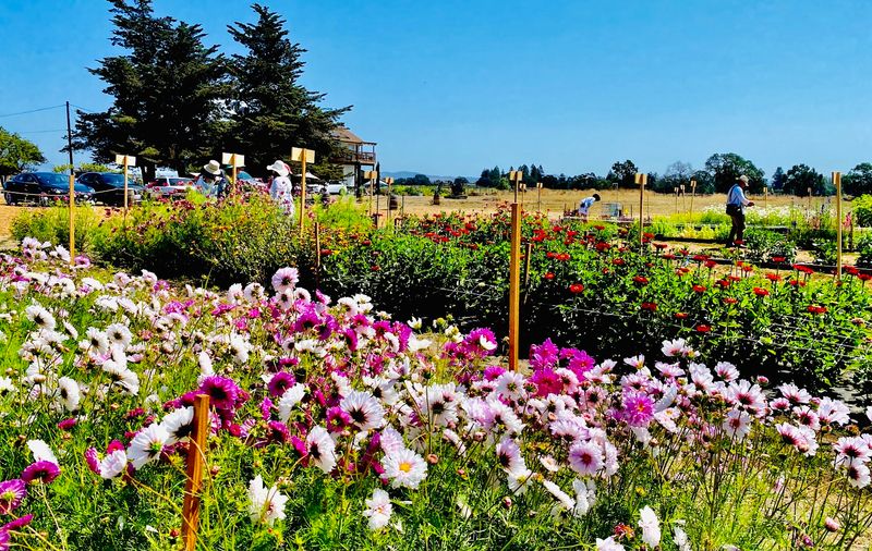 This California Flower Farm Turns April Into A Living Spring Canvas - Decor Hint What Makes It Worth The Drive