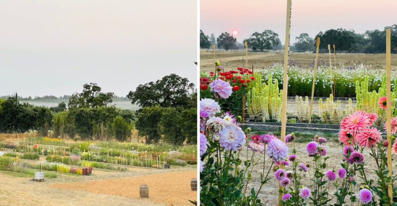 This California Flower Farm Turns April Into A Living Spring Canvas