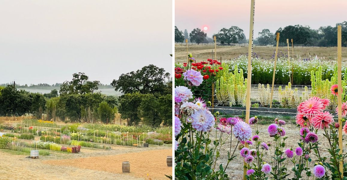 This California Flower Farm Turns April Into A Living Spring Canvas - Decor Hint