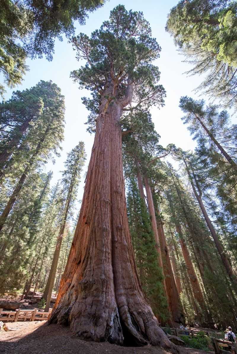 The General Sherman Tree: World Record Holder