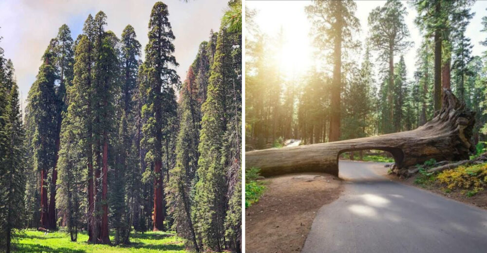 Np Tree This California National Park Has Trees Older Than History