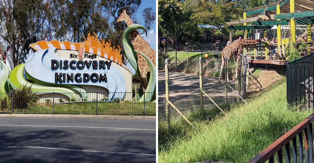 This California Wildlife Park Lets You Get Face To Face With Giraffes This March - Decor Hint
