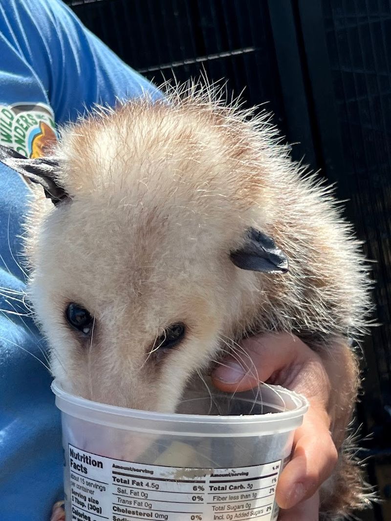 Wild Wonders Has Been Rescuing Animals Since 1991