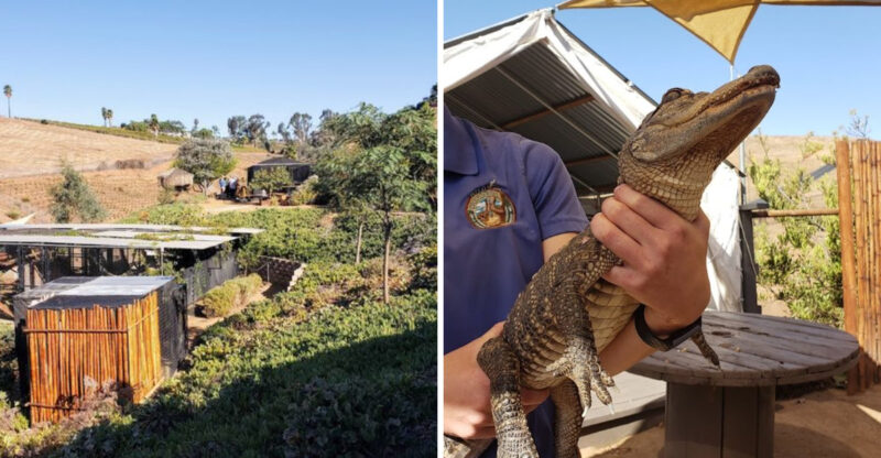 This California Wildlife Sanctuary Lets You Step Inside The Enclosure And Meet The Animals Face-To-Face