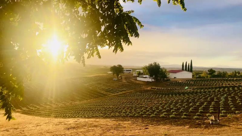 Located Midway Between Los Angeles And San Francisco