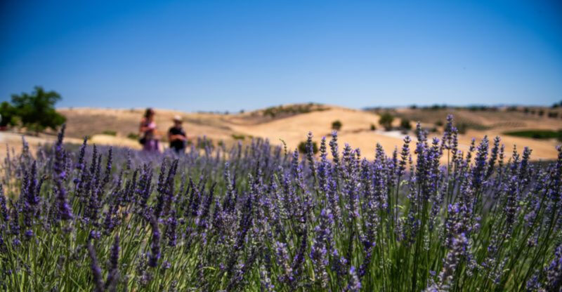 This Charming Lavender Farm In California Feels Like A Slice Of Provence In 2026