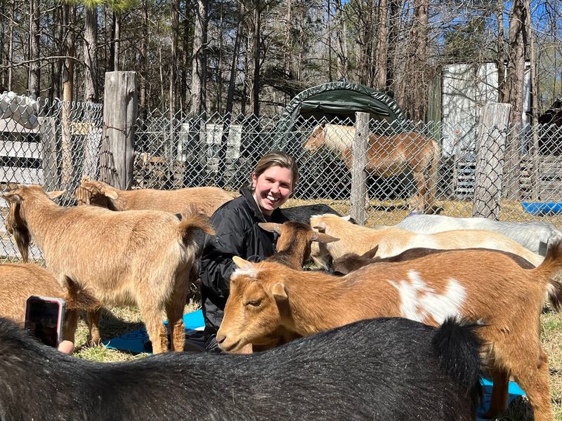 Morning Yoga Sessions Where Friendly Goats Wander Freely Through The Grass