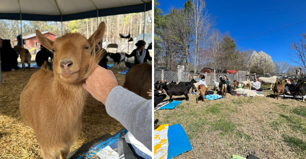 This Cozy Durham Farm In North Carolina Lets You Do Yoga While Goats Wander Around You - Decor Hint