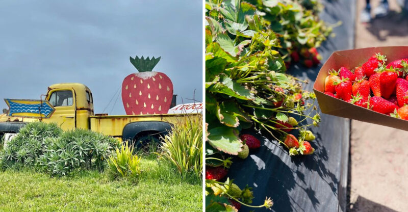 This Famous Strawberry Farm In California Returns With Sweet Treats In Spring 2026
