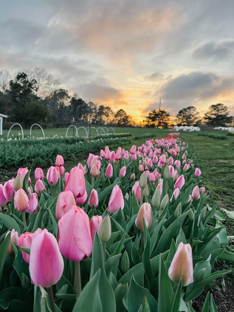 Stunning Tulip Fields That Take Your Breath Away