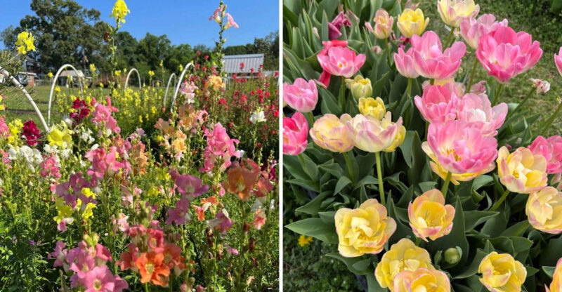 This Flower Farm In Georgia Is A Must-Visit In March With Fields That Look Like A Spring Painting