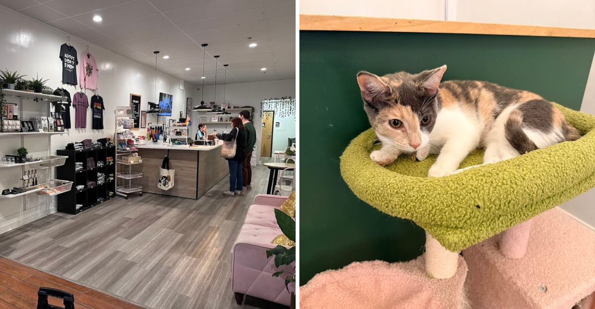 This Georgia Rescue Cat Cafe Is Purr Fection In Every Cup And Snuggle - Decor Hint