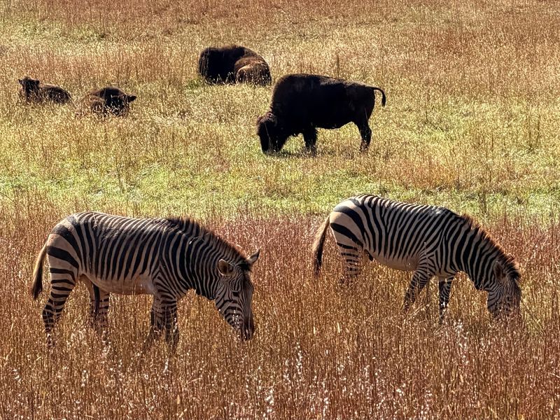 Diverse African Wildlife Roaming 530 Acres
