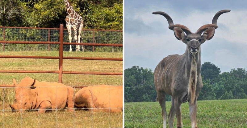 This Madison, Georgia Wildlife Park Lets You Hand-Feed Rhinos, Watch Bison Wander, And Spot Antelopes On Safari Trucks