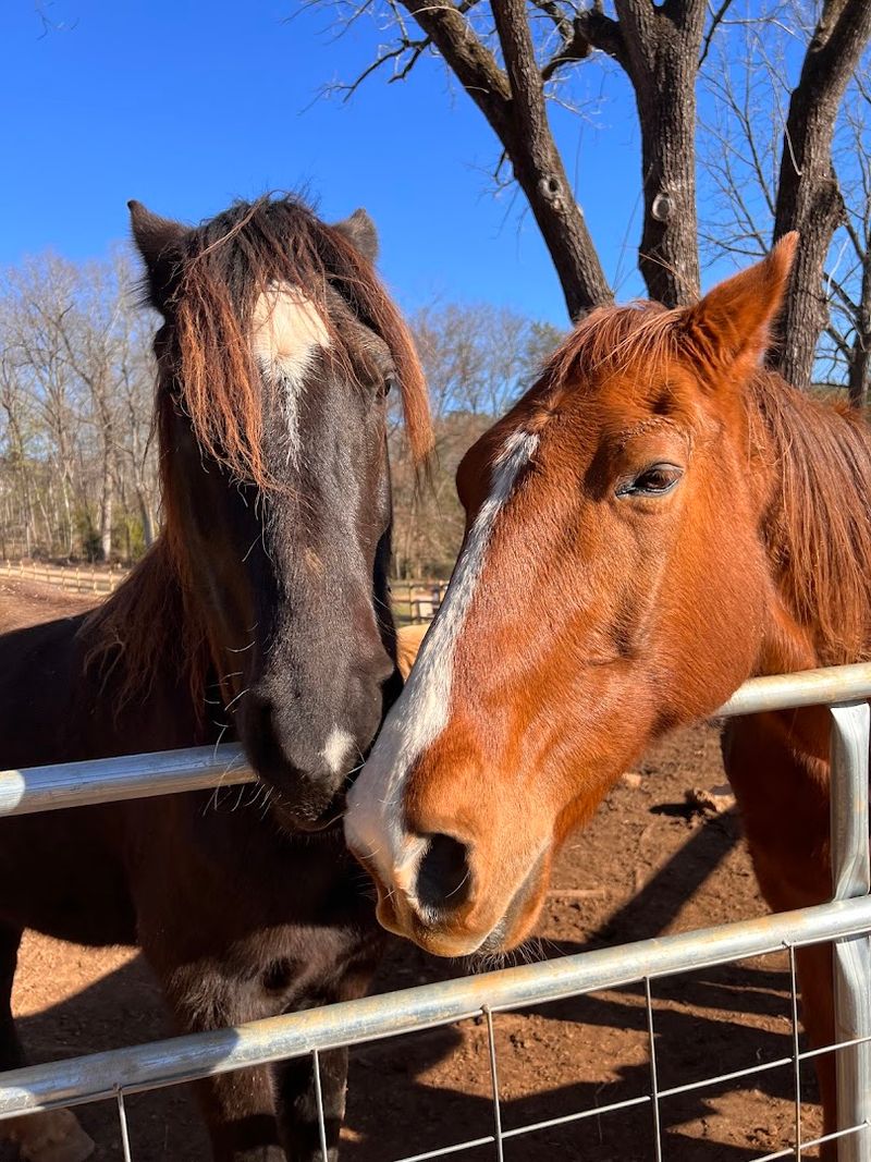Spring Haven Farm Is Where The Magic Begins
