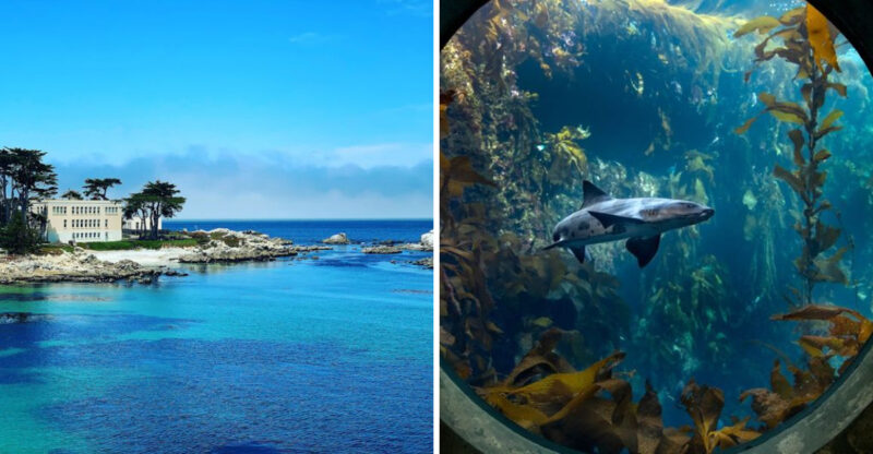 This Oceanfront Aquarium In California Delivers A Family Day Trip In April That Actually Feels Worth It